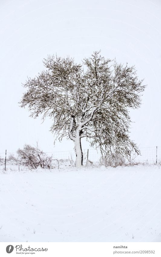 Schneebedeckter Baum Umwelt Natur Landschaft Pflanze Winter Klima Wetter schlechtes Wetter Eis Frost Schneefall Sträucher Wiese authentisch einfach kalt