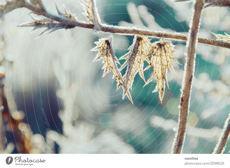 Gefrorene Pflanzen mit einem schönen Bokeh Umwelt Natur Urelemente Sonne Winter Klima Schönes Wetter Eis Frost Schnee Blatt Grünpflanze Wildpflanze Wiese