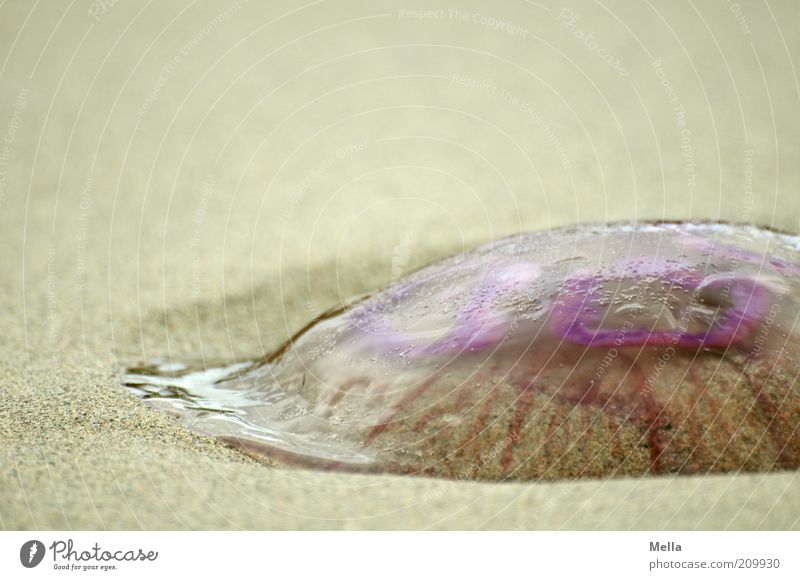 Geleefisch Sand Küste Strand Tier Totes Tier Qualle 1 liegen dehydrieren Ekel nah natürlich schleimig Natur Tod Überleben Umwelt Vergänglichkeit weich Weichtier