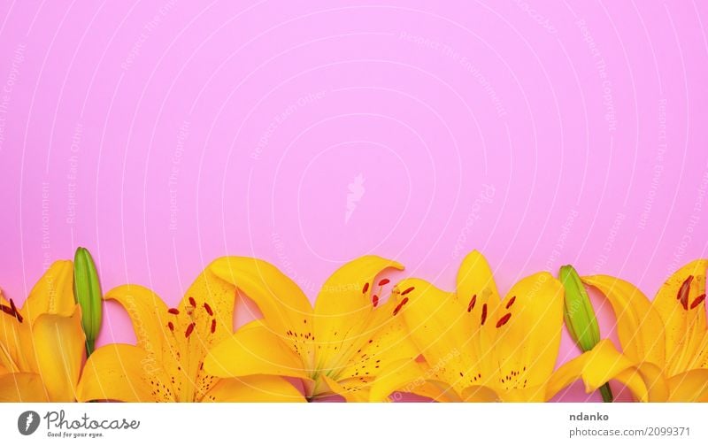 Gelbe Blütenknospen einer Lilie schön Dekoration & Verzierung Ostern Natur Pflanze Blume Blatt Blumenstrauß Blühend frisch hell gelb rosa Lilien Überstrahlung