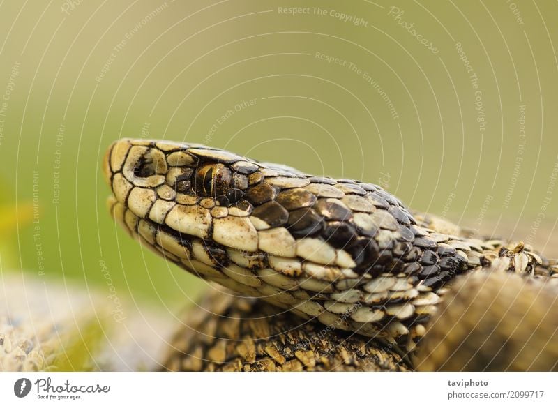 Makrobild des ungarischen Wiesenviperkopfes schön Jugendliche Natur Tier Schlange klein wild braun Angst gefährlich Farbe Rumänien Schuppen Ottern Reptil