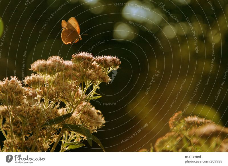märchenstunde harmonisch ruhig Umwelt Natur Pflanze Tier Sonnenlicht Sommer Sträucher Blüte Flügel Schmetterling Erholung fliegen träumen Duft Wärme