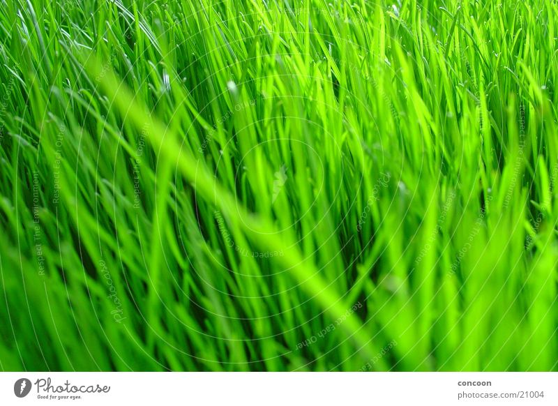 Natural Green Gras grün unbearbeitet Pflanze intensiv voluminös Frühling frisch Rasen Farbe Makroaufnahme Klarheit