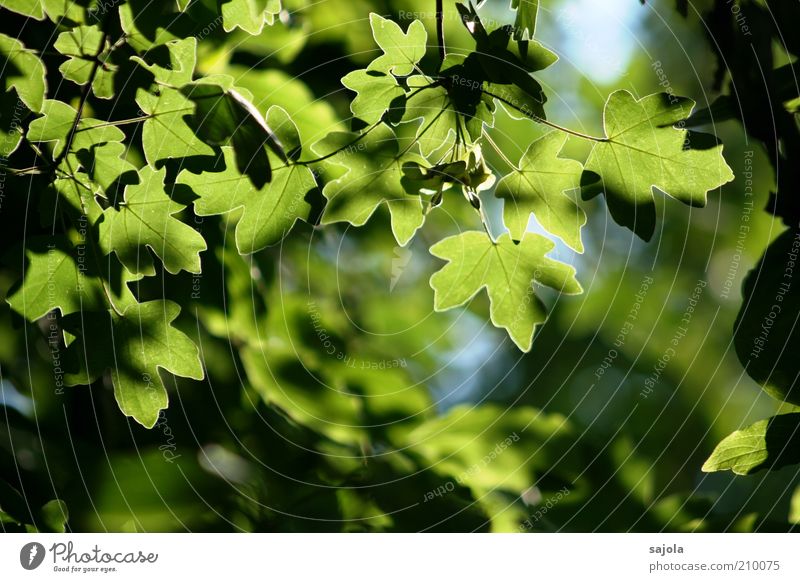 blätterwerk Umwelt Natur Pflanze Baum Blatt Grünpflanze Nutzpflanze Ahorn Ahornblatt Ahornzweig leuchten Wachstum grün ästhetisch Zufriedenheit Blätterdach