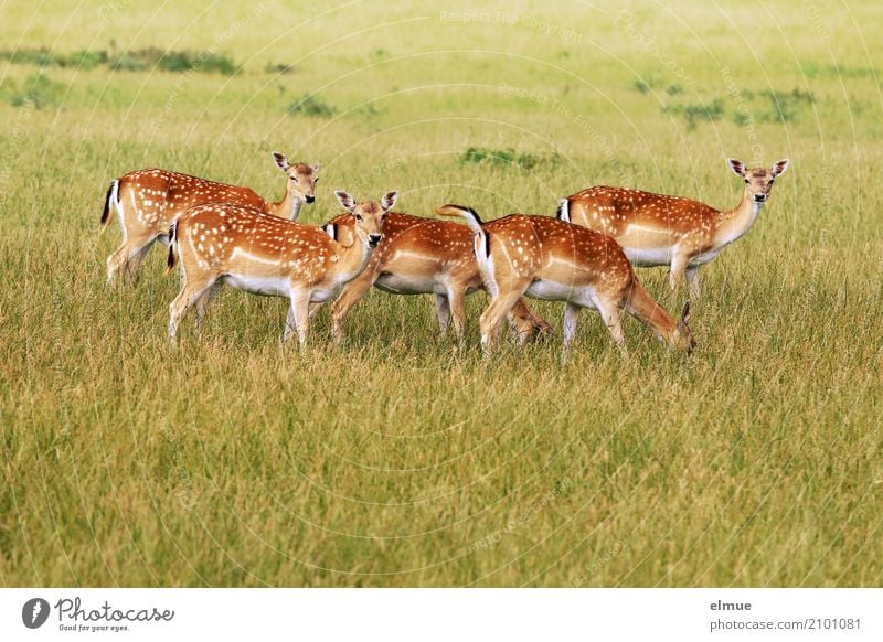 Graskränzchen Umwelt Natur Tier Wildtier Damwild Reh Rehauge Ohr Ricke Rehbraten Tiergruppe Bambi beobachten stehen ästhetisch schön Zusammensein Romantik