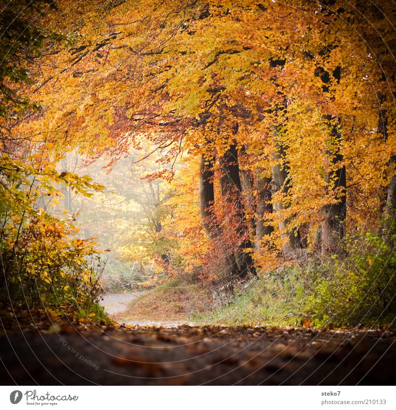 bald wird es wieder bunt Landschaft Herbst Wald Duft Sauberkeit Wärme braun gelb gold Wege & Pfade Fußweg Blätterdach Laubwald Tunneleffekt Farbfoto