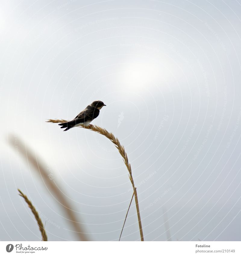 Heeeeeee, ab in den Süden... Umwelt Natur Pflanze Tier Urelemente Luft Himmel Wolken Herbst Gras Wildtier Vogel Flügel 1 hell natürlich Schilfrohr Binsen