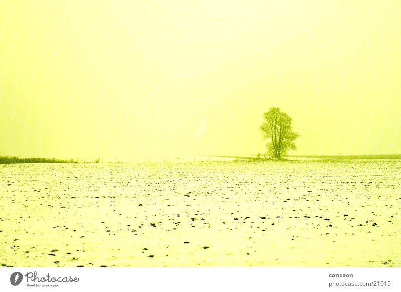 Dem Winter Ade sagen Feld Baum einzeln gelb kalt Dresden Schnee Sonne