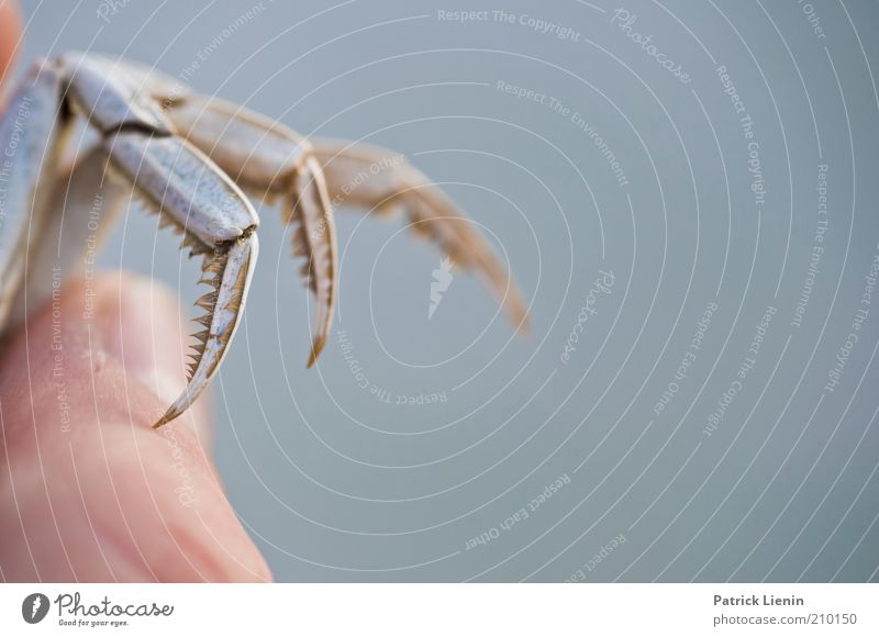 aufgepasst! Mensch Finger Umwelt Natur Tier Wildtier Totes Tier 1 Fingernagel Daumen festhalten Farbfoto Gedeckte Farben Außenaufnahme Textfreiraum rechts