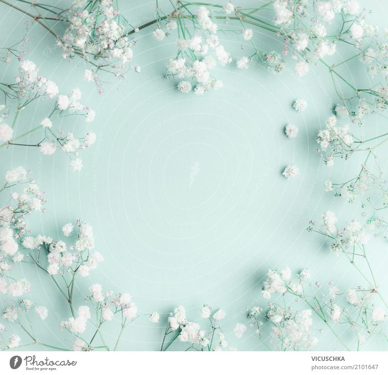 Floral türkisblauer Hintergrund mit weißen Blumen Lifestyle Stil Design Feste & Feiern Valentinstag Muttertag Hochzeit Geburtstag Pflanze