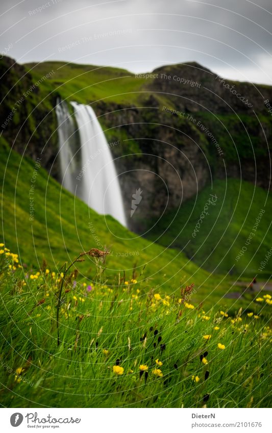 blühend Umwelt Landschaft Pflanze Wasser Himmel Wolken Sommer Blume Gras Blüte Wiese braun gelb grün Island Wasserfall Felsen Felswand Farbfoto mehrfarbig