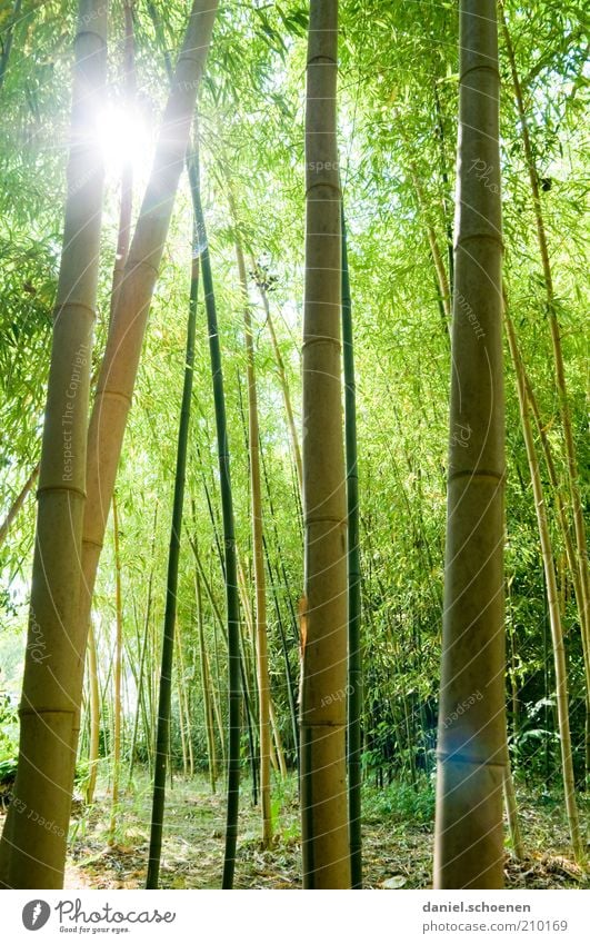 neulich im Wald Natur Sonnenlicht Pflanze grün Bambus Schatten Sonnenstrahlen Gegenlicht blenden Bambusrohr hoch