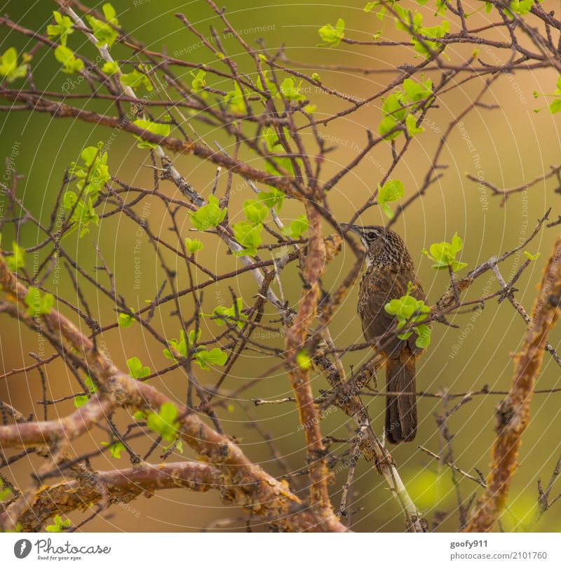 Gut getarnt und doch gefunden :-))) Umwelt Natur Landschaft Pflanze Tier Luft Frühling Sommer Schönes Wetter Wärme Dürre Baum Blatt Wildpflanze Wüste Namibia