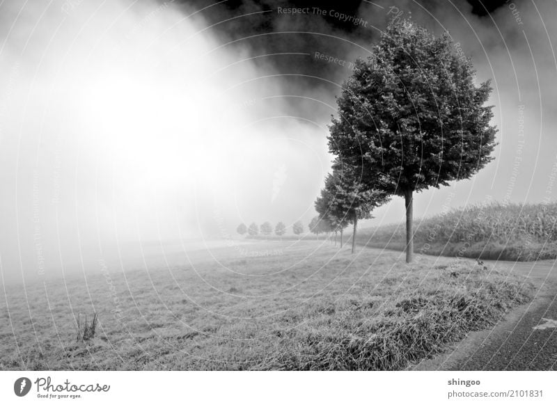 Nebular Straße Natur Landschaft Pflanze Luft Himmel Wolken Frühling Wetter Schönes Wetter schlechtes Wetter Nebel Baum Gras Nutzpflanze Wildpflanze Feld Wald