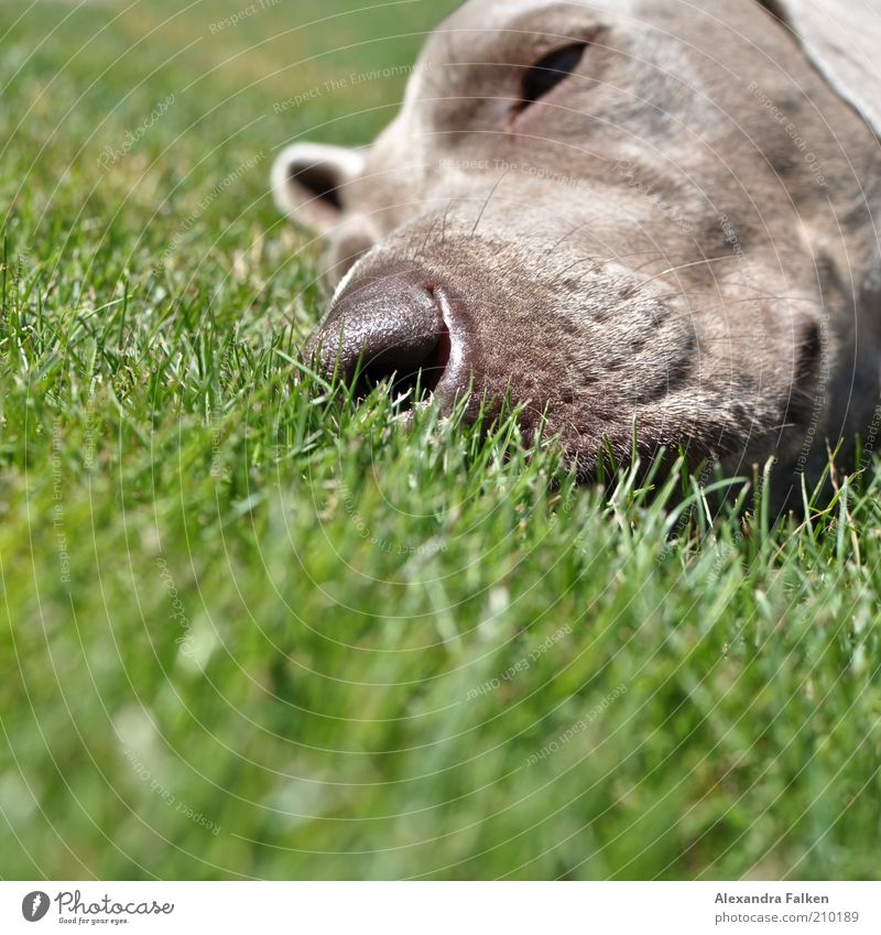 Er liegt. Haustier Hund Fell Weimaraner Schnauze Erholung liegen schlafen Rasen Gras ruhen ruhend Farbfoto Textfreiraum unten Tag Sonnenlicht Tierporträt