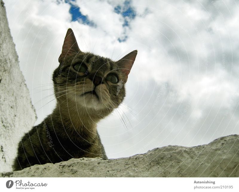 "Miau?" Himmel Wolken Sommer Tier Haustier Katze Tiergesicht 1 Blick frech natürlich Neugier blau braun grau weiß Schnurrhaar Hals Auge Hauskatze Katzenkopf