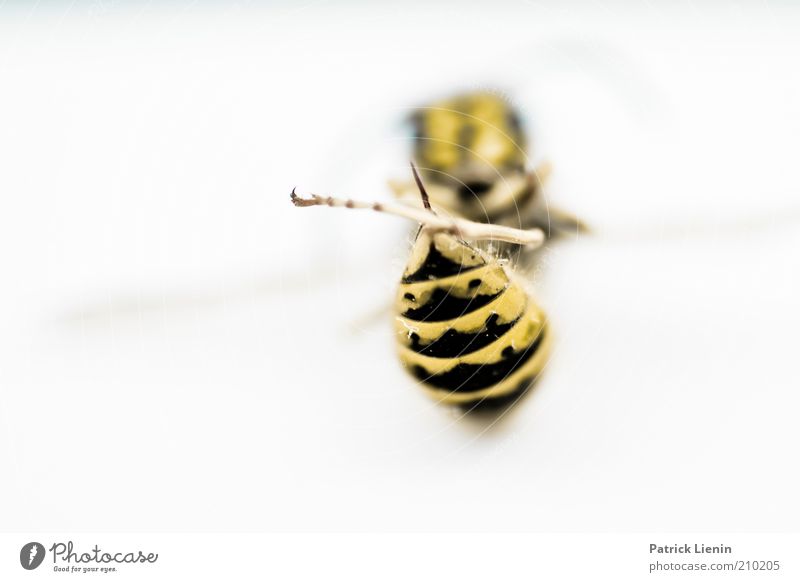 dead wasp Umwelt Natur Tier Nutztier Wildtier Totes Tier Flügel 1 entdecken leuchten liegen authentisch natürlich schön Wespen Stachel gelb schwarz Farbfoto