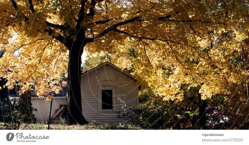 Herbst in Neuengland Baum Blatt Garten Scheune natürlich Wärme braun gelb gold Zufriedenheit Schutz Heimweh Frieden Gelassenheit Nostalgie ruhig Herbstlaub