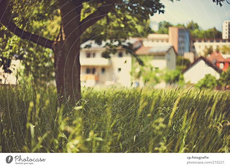 Kleinstadt Idylle Haus Natur Landschaft Pflanze Sonnenlicht Schönes Wetter Baum Gras Grünpflanze Stadt Stadtrand Menschenleer Gebäude Wärme Farbfoto