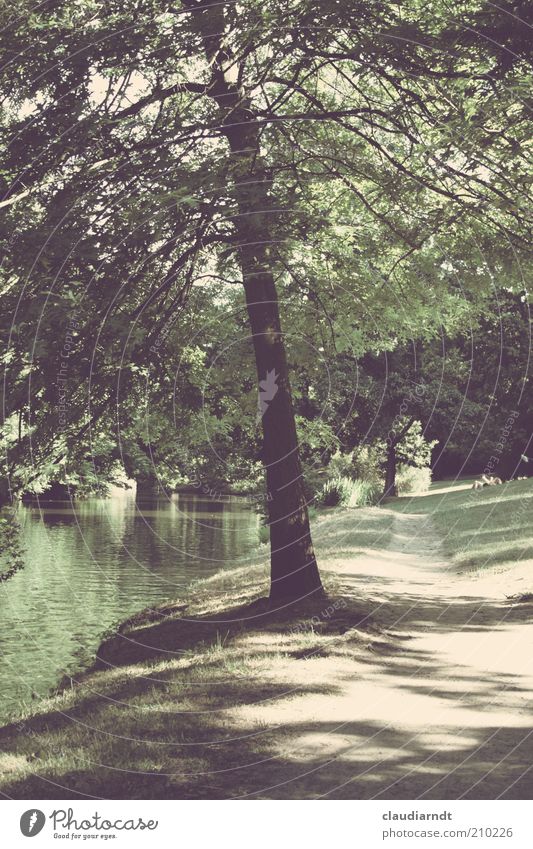 Theaterparkbaum Natur Landschaft Pflanze Wasser Sommer Schönes Wetter Baum Park Flussufer Idylle Wege & Pfade Schattenspiel Retro-Farben ruhig Rasen Sandweg