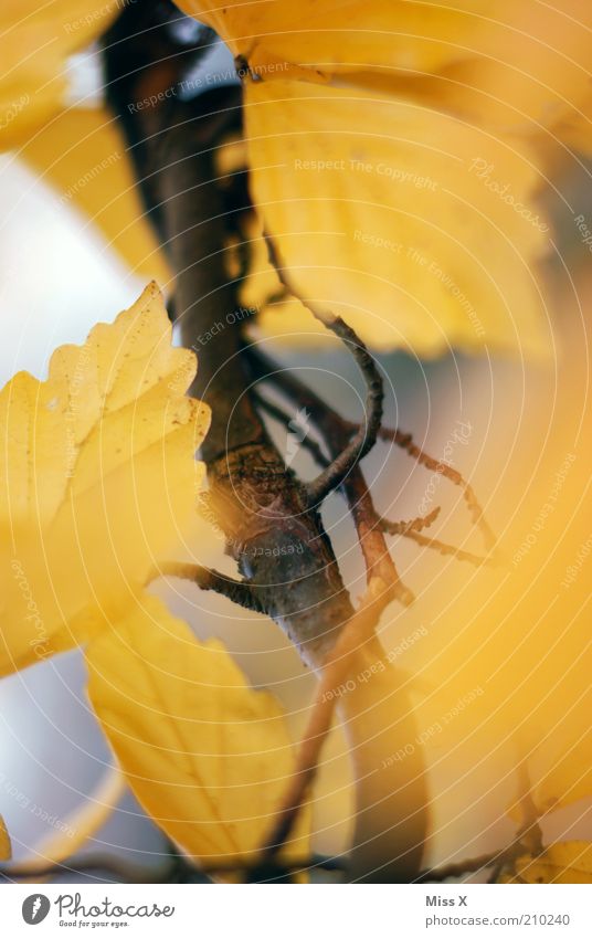 Es herbstelt Herbst Baum Blatt gelb gold herbstlich Herbstlaub Buche Zweige u. Äste Farbfoto mehrfarbig Außenaufnahme Nahaufnahme Menschenleer