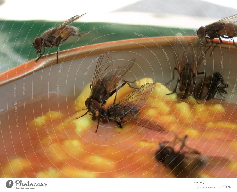 Fliegentot vergiften Plagegeist gelb Insekt Angelköder fliegen Gift Tod