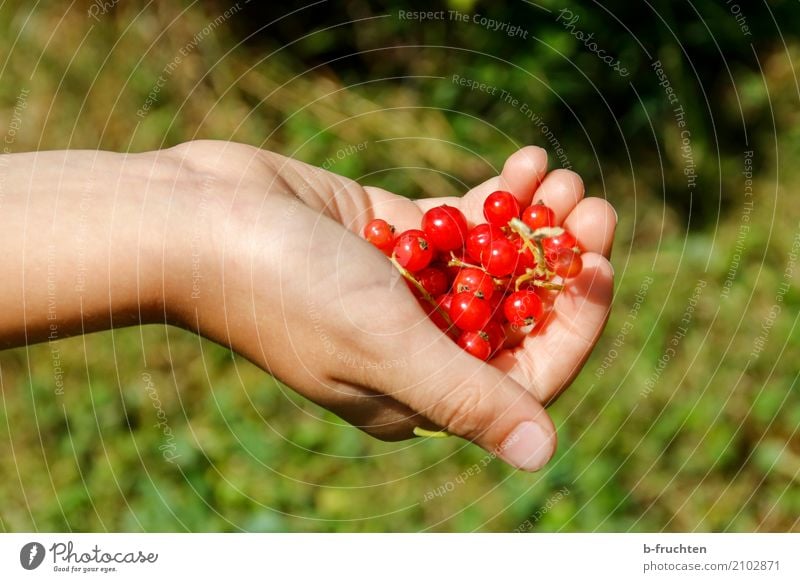 Handvoll Ribisel Frucht Bioprodukte Junge Finger 3-8 Jahre Kind Kindheit Natur Sommer frisch Gesundheit grün rot Freizeit & Hobby Johannisbeeren Beeren haltend