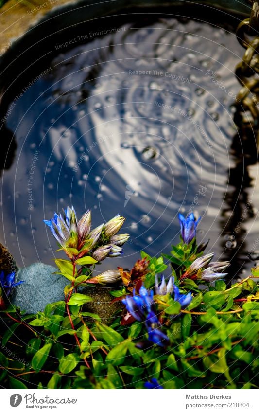 Brunnen Natur Pflanze Sommer Grünpflanze Nutzpflanze exotisch ästhetisch Blume Blüte Wasser Geplätscher fließen Idylle Wachstum blau violett schön zart Farbfoto