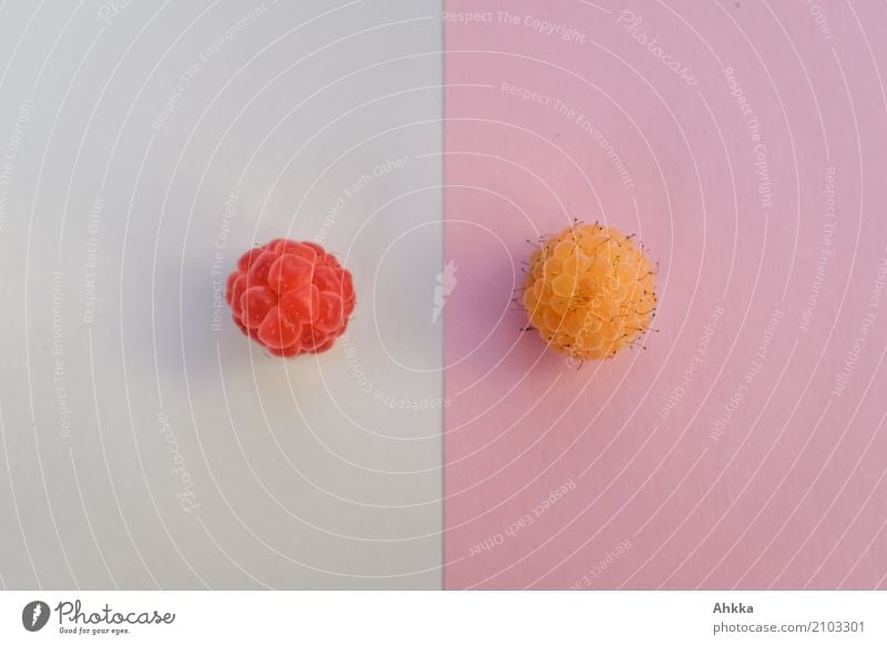 Eine rote Himbeere vor weißem Grund und eine gelbe Himbeere vor rosa Grund Lebensmittel Frucht Himbeeren Ernährung Bioprodukte Vegetarische Ernährung Diät