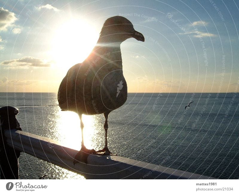 Meins Meins Meins Vogel Möwe Gier Vertrauen Erholung Sonnenuntergang Laufsteg Findet Nemo Sommer Meer Wellen träumen Ferien & Urlaub & Reisen füttern Verkehr