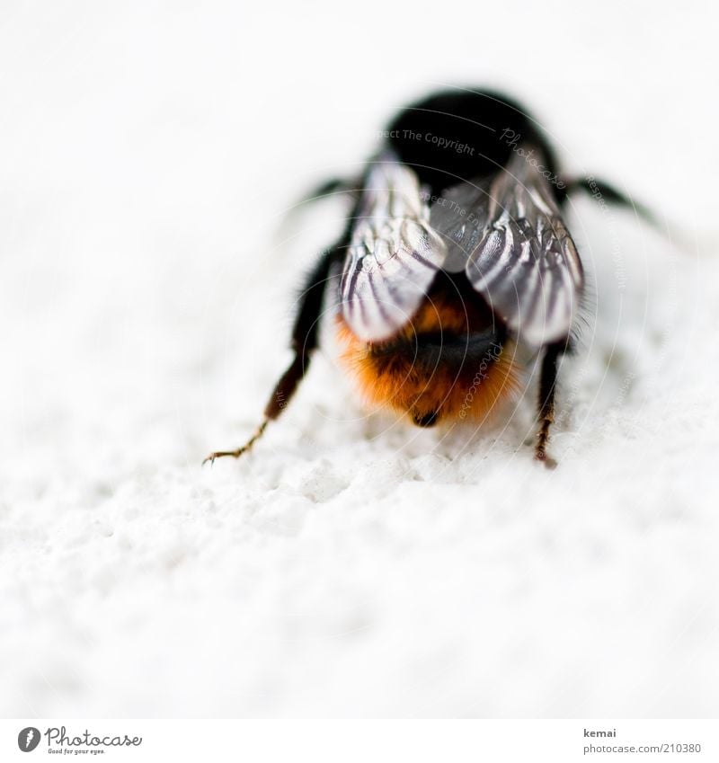 Hummelhintern Natur Tier Wildtier Biene Flügel Hinterteil Insekt 1 sitzen orange schwarz Farbfoto Gedeckte Farben Außenaufnahme Nahaufnahme Detailaufnahme