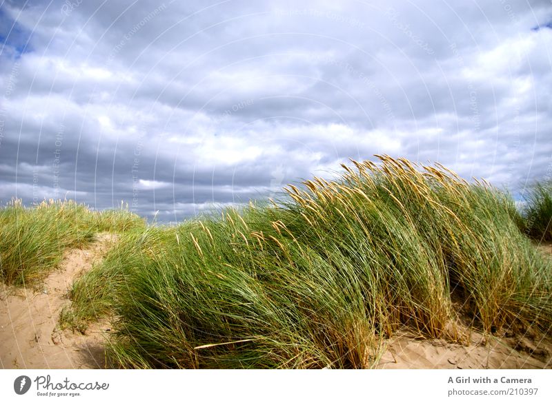 Windy Inch Ferien & Urlaub & Reisen Tourismus Ausflug Ferne Freiheit Sommer Sommerurlaub Strand Umwelt Natur Landschaft Sand Luft Wolken Gewitterwolken Gras