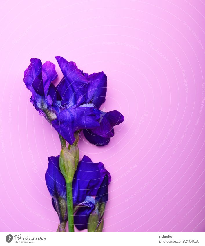 Blaue blühende Iris schön Feste & Feiern Natur Pflanze Blume Blatt Blühend blau grün rosa Regenbogenhaut Hintergrund Vorbau Farbfoto Nahaufnahme Menschenleer