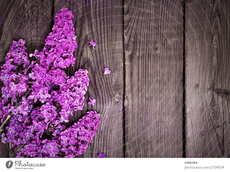 Zweig einer lila Flieder schön Natur Pflanze Blume Blatt Blüte Blumenstrauß Holz frisch hell natürlich braun rosa Farbe Überstrahlung Fliederbusch geblümt