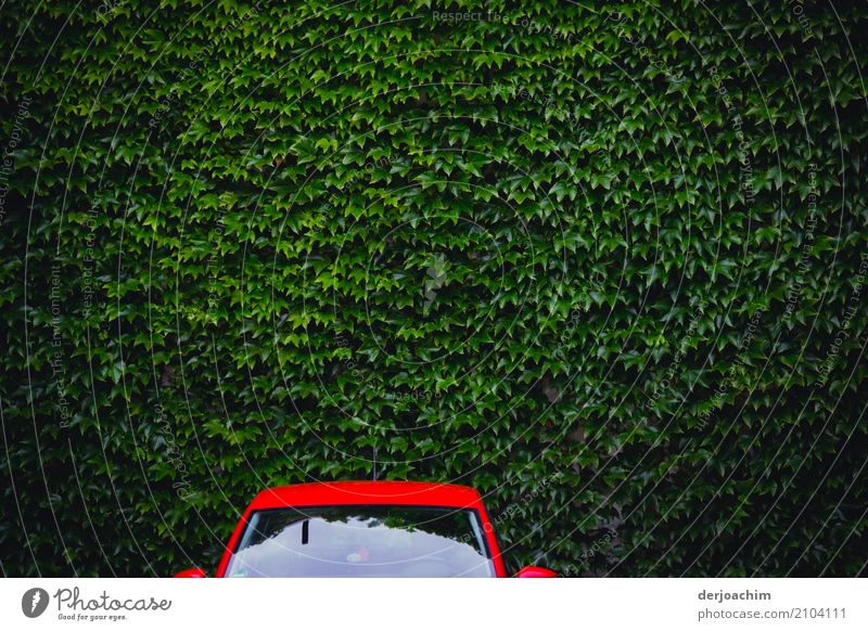 Grün und Rot. Parkendes Oberteil eines Rotes Autos vor Grünen Blätternwand. Die Autoscheibe refektiert etwas. Design harmonisch Ferien & Urlaub & Reisen PKW