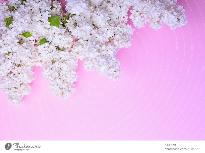 Bouquet von blühenden weißen Flieder schön Feste & Feiern Natur Pflanze Blume Blatt Blüte Blumenstrauß frisch hell natürlich rosa Farbe Überstrahlung