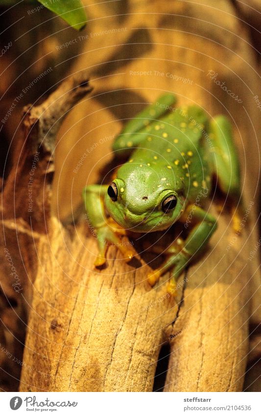 Großartiger Baumfrosch Litoria splendida Tier Frosch 1 wild gelb grün Wunderschöner Baumfrosch Laubfrosch grüner Frosch Amphibie Herp Herpetologie Reptil