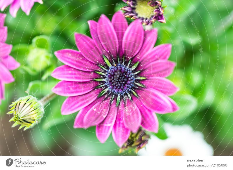 Blumenblüte pink Umwelt Natur Pflanze Frühling Blatt Blüte Grünpflanze Gerbera Garten Park Blühend Duft entdecken Erholung Blick leuchten dehydrieren Wachstum