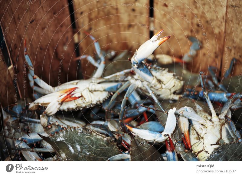 Mister Krabs? Tier Krabbe Ernährung Meerestier Fischereiwirtschaft viele Fangquote Krustentier Delikatesse Meeresfrüchte Meerestiefe Überfischung Fischmarkt