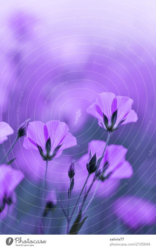 ton in ton | lila traum Alternativmedizin harmonisch Sinnesorgane Erholung ruhig Meditation Duft Umwelt Natur Sommer Pflanze Blume Blüte Nutzpflanze Lein Garten