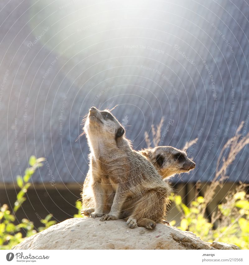 Reach the Sun Erdmännchen 2 Tier beobachten entdecken genießen Blick sitzen Neugier niedlich Wachsamkeit standhaft Erwartung Zusammenhalt Säugetier Zoologie
