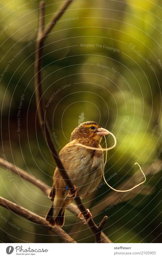 Pin-tailed Whydah Vogel Vidua macroura Natur Pflanze Baum Tier Wildtier 1 braun gelb gold grün Spitzschwanzwitwe Wida Feder Schnabel Wildvogel Tierwelt Farbfoto