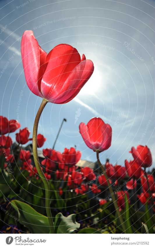 in der Sonne tanzen Natur Pflanze Himmel Frühling Schönes Wetter Blume Gras Blüte Garten schön blau rosa rot Farbfoto mehrfarbig Nahaufnahme Detailaufnahme