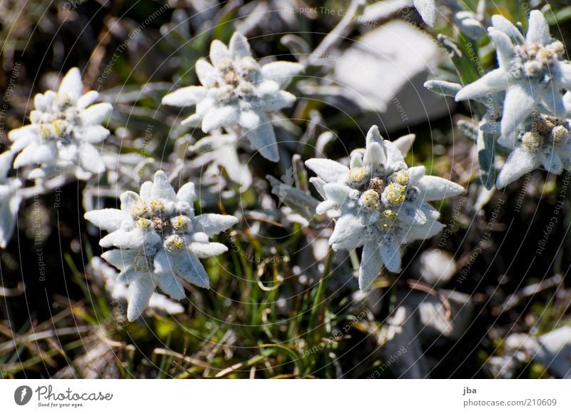 Edelweiss Gesundheit Umwelt Natur Pflanze Sommer Blume Edelweiß Felsen Alpen Berge u. Gebirge Rüebli Gipfel Saanenland Schweiz Sehenswürdigkeit alt Blühend