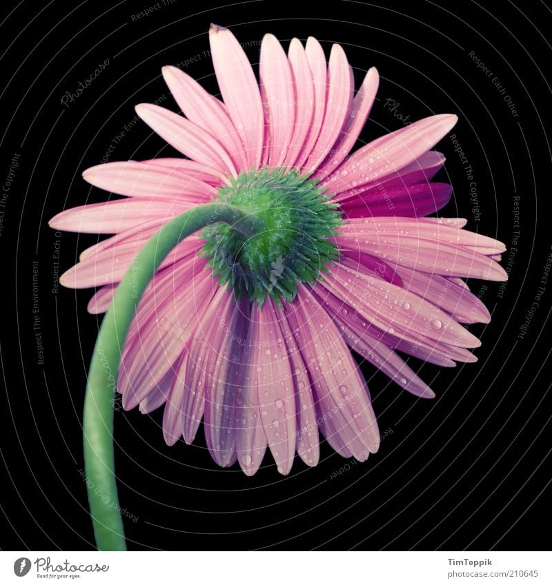Mädchenbild I. Pflanze rosa schwarz Blume Stengel Blüte Blütenstiel Blütenblatt Blütenkelch Blütenpflanze grün Makroaufnahme Stillleben Dekoration & Verzierung