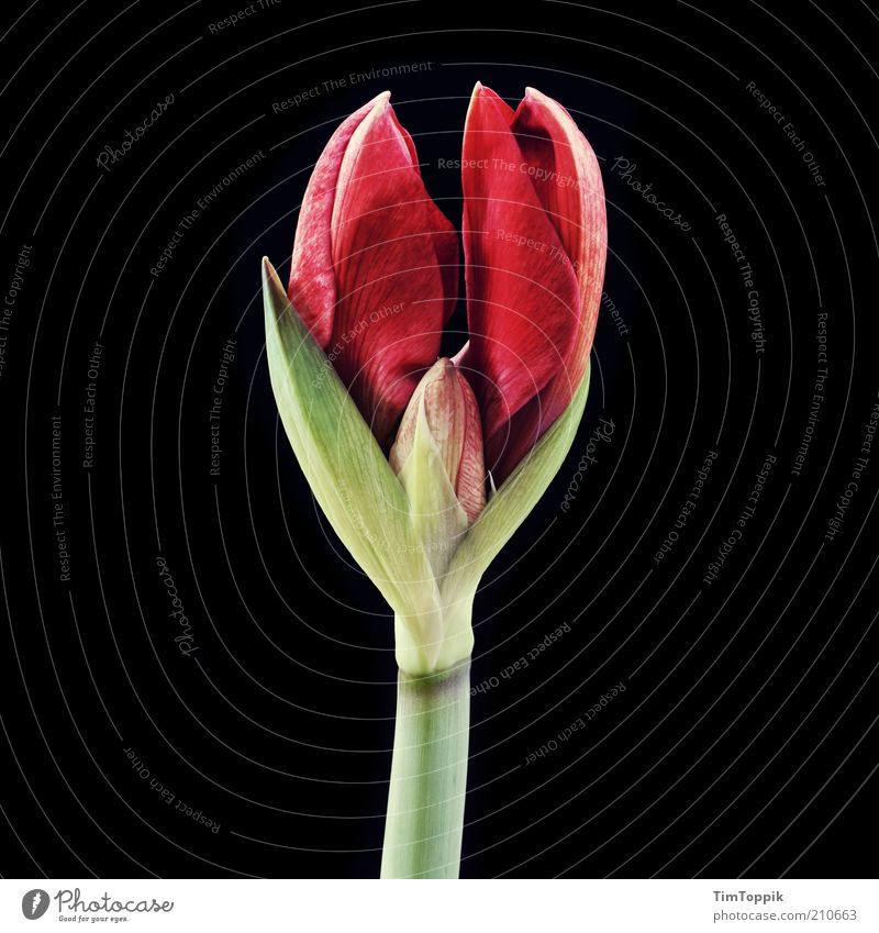 Mädchenbild II. Pflanze Blüte grün rot schwarz Blume Stengel Blütenblatt Blütenkelch Makroaufnahme Stillleben Dekoration & Verzierung keimen aufgehen harmonisch