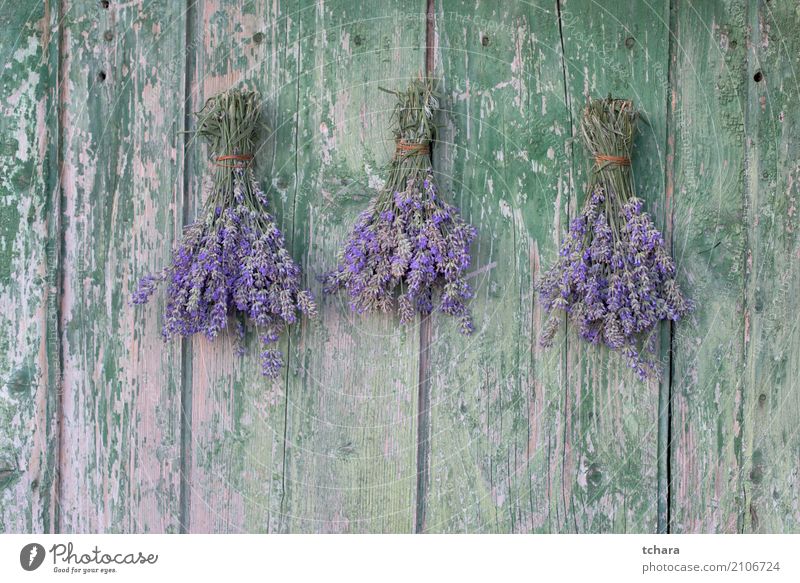 Lavendel Parfum Gesundheitswesen Natur Pflanze Sommer Blume Blatt Blüte Holz Ornament alt frisch natürlich grün violett purpur Beautyfotografie Kräuterbuch