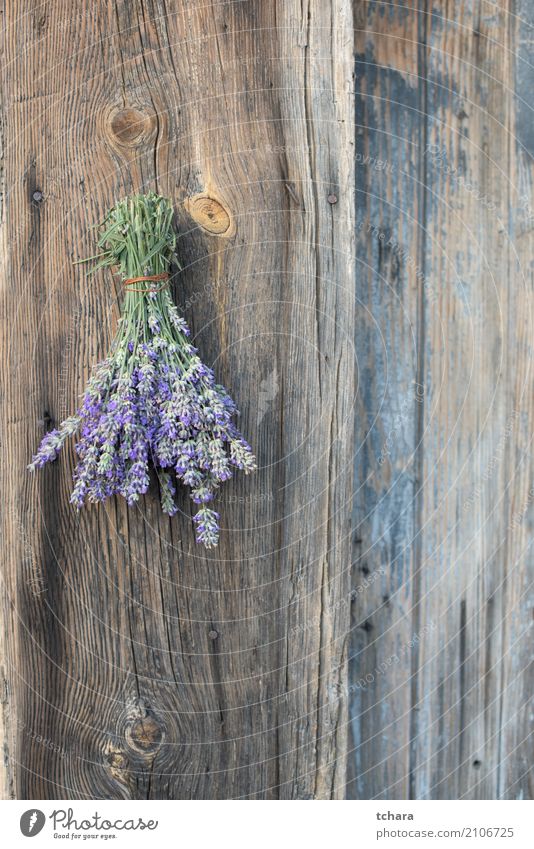 Lavendel Natur Pflanze Blume Blatt Blüte frisch natürlich grün purpur Beautyfotografie Kräuterbuch Haufen Gesundheit geblümt organisch Medizin "Herb". Kraut