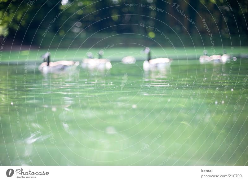 Augsburger Puppenkiste Umwelt Natur Wasser Sonnenlicht Sommer Schönes Wetter Wärme Park Teich Tier Wildtier Vogel Ente Gans Kanadagans Tiergruppe Schwarm grün