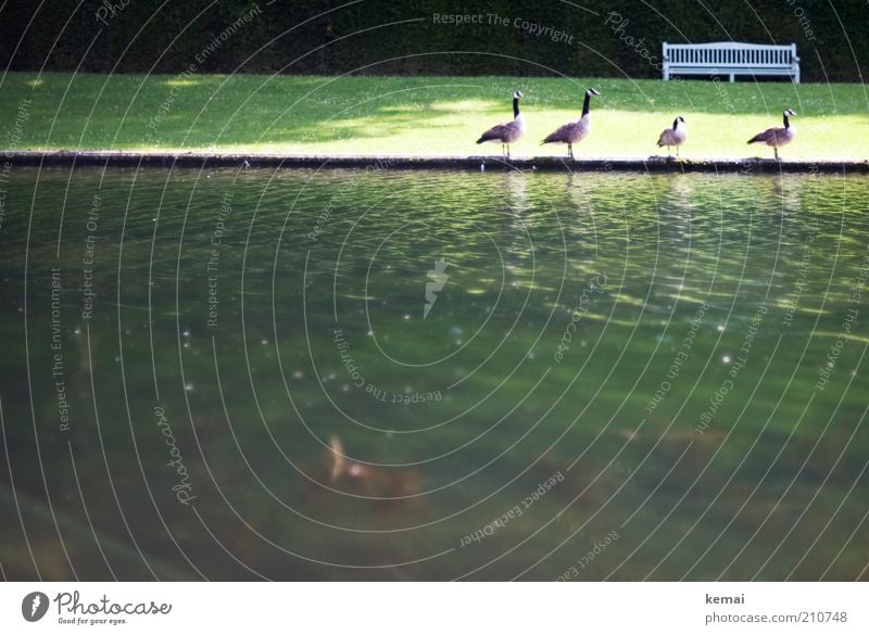 4 Freunde Umwelt Natur Landschaft Tier Wasser Sonnenlicht Sommer Schönes Wetter Wärme Park Wiese Teich Wildtier Vogel Ente Gans Kanadagans Wildgans Tiergruppe